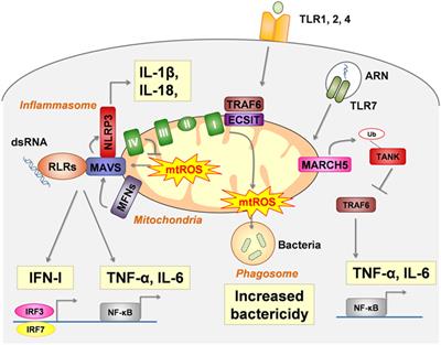 Mitochondria: An Organelle of Bacterial Origin Controlling Inflammation